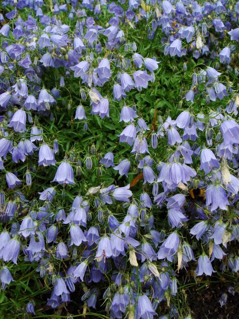 Campanula cochlearifolia 'Blue Baby'